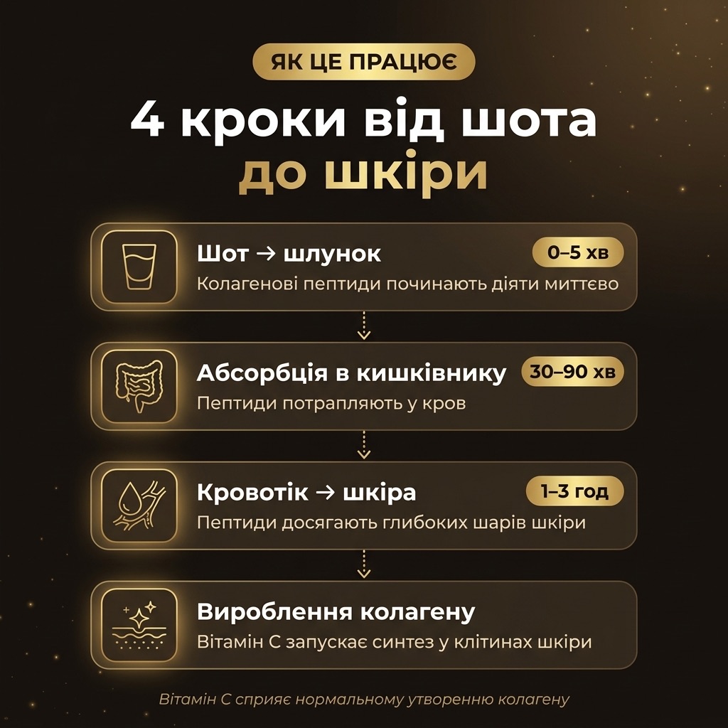 Схема — как SHINE SKIN попадает в кожу: шот → желудок → всасывание в кишечнике → фибробласты дермы → синтез коллагена и гиалуроновой кислоты