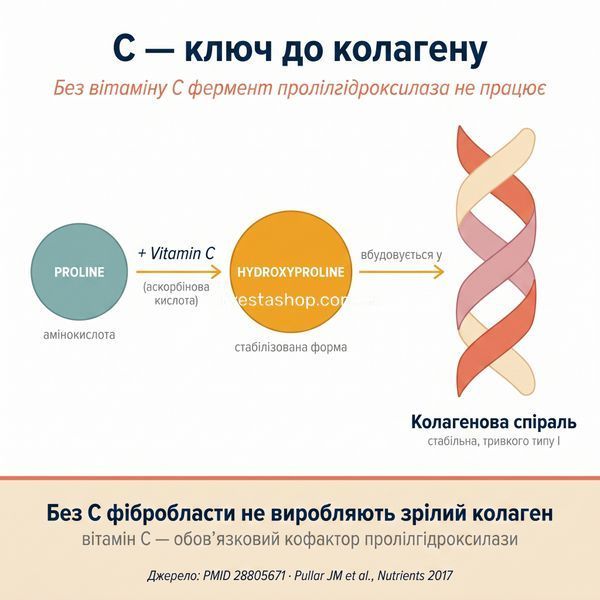 Інфографіка молекули &mdash; як вітамін C активує пролілгідроксилазу для синтезу колагену: пролін &rarr; гідроксипролін &rarr; колагенова спіраль