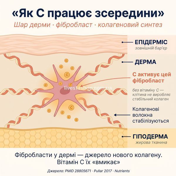 Анатомія шкіри в розрізі &mdash; фібробласт у дермі виробляє колагенові волокна під дією вітаміну C, шар епідерміс / дерма / гіподерма