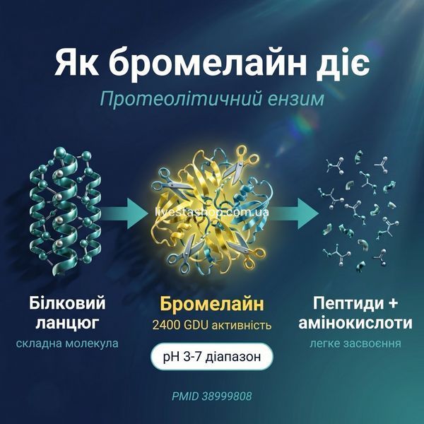 Інфографіка механізму дії бромелайну &mdash; розщеплення білків, протеолітичний ензим, livestashop