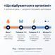 Таймлайн ефекту йоду на 4 тижні: відновлення рівня &rarr; більше енергії &rarr; ясність думки і концентрація