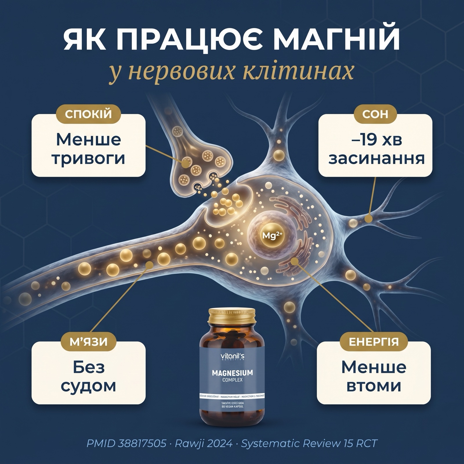 Инфографика пяти транспортных путей магния Vitanil's: цитрат через TRPM6, бисглицинат через PEPT1, малат в митохондрии, таурат в сердце, L-треонат через гематоэнцефалический барьер — ночно-синие тона
