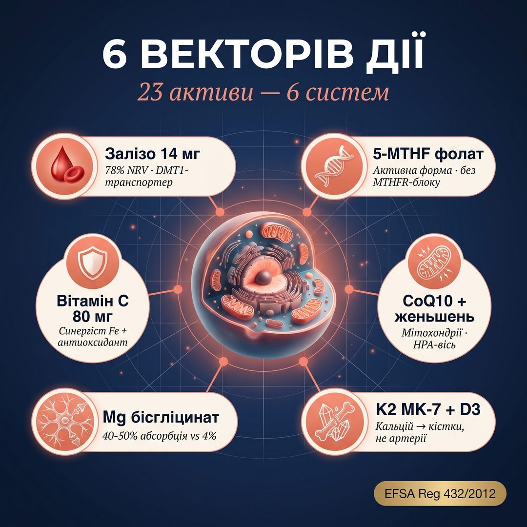 Інфографіка 4 систем підтримки Vitanil's Women: Кров і кисень (Fe+фолат+B12), Клітинна енергія (CoQ10+B+Mg+женьшень), Кістки (D3+K2+Mg), Захист (Se+I+B6) — три кола перетинаються у центральній капсулі