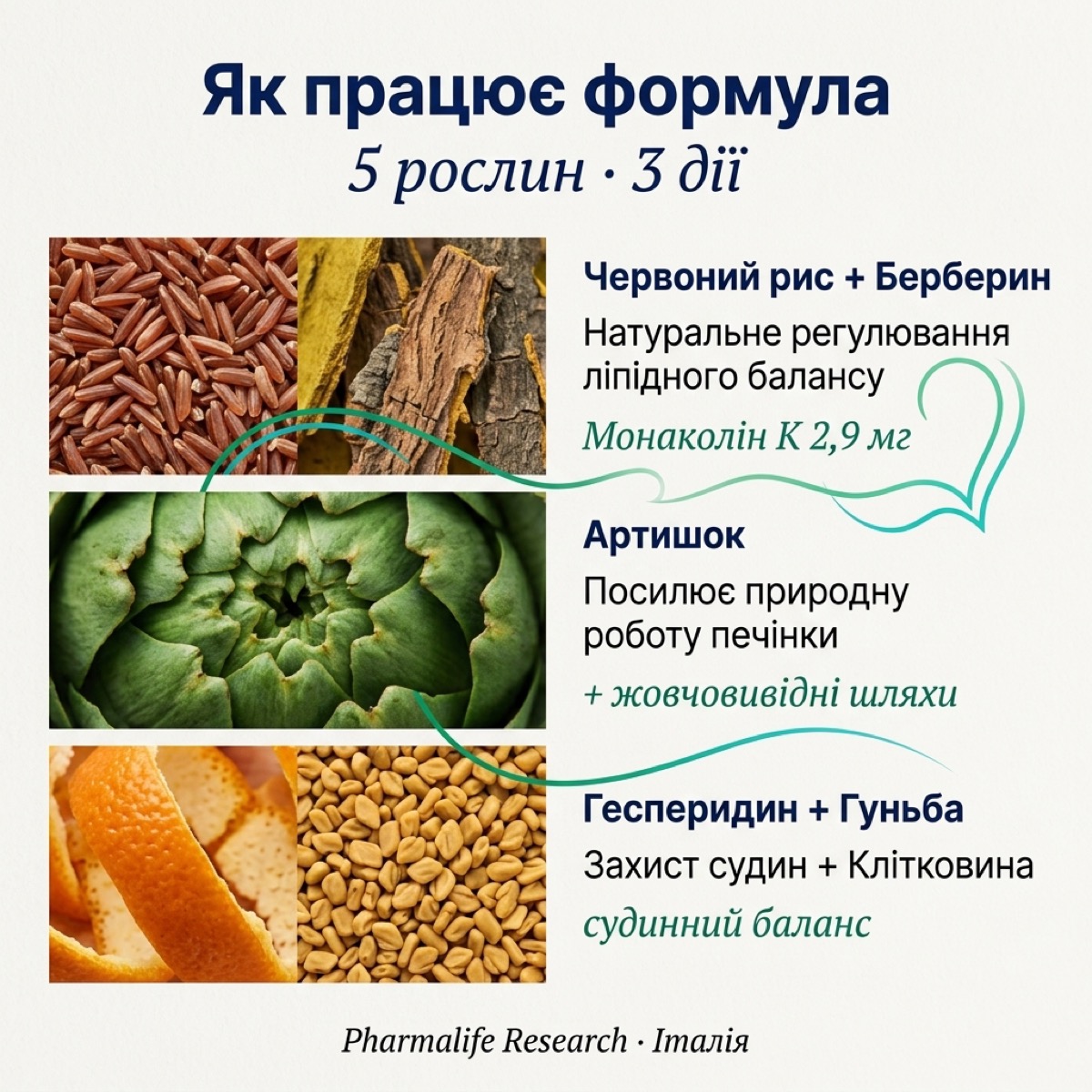 Инфографика Biostatine Active: 5 механизмов действия — монаколин K блокирует HMG-CoA редуктазу, берберин активирует AMPK + снижает PCSK9, артишок стимулирует желчь, гесперидин защищает эндотелий, пажитник замедляет абсорбцию липидов в кишечнике