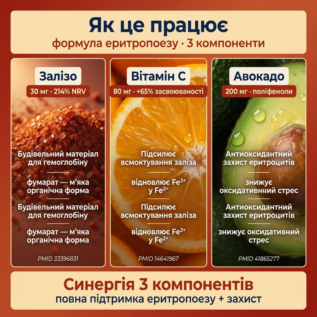 Схема ланцюга еритропоезу — фумарат заліза з вітаміном С у кишківнику, мідь забезпечує вихід у кров через церулоплазмін, B-комплекс синтез гему і поділ еритробластів, авокадо — антиоксидантний захист