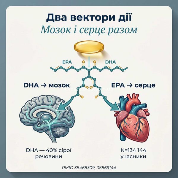 Як EPA та DHA підтримують мозок і серце &mdash; механізм дії Omega-3 IQ Oil Langsteiner