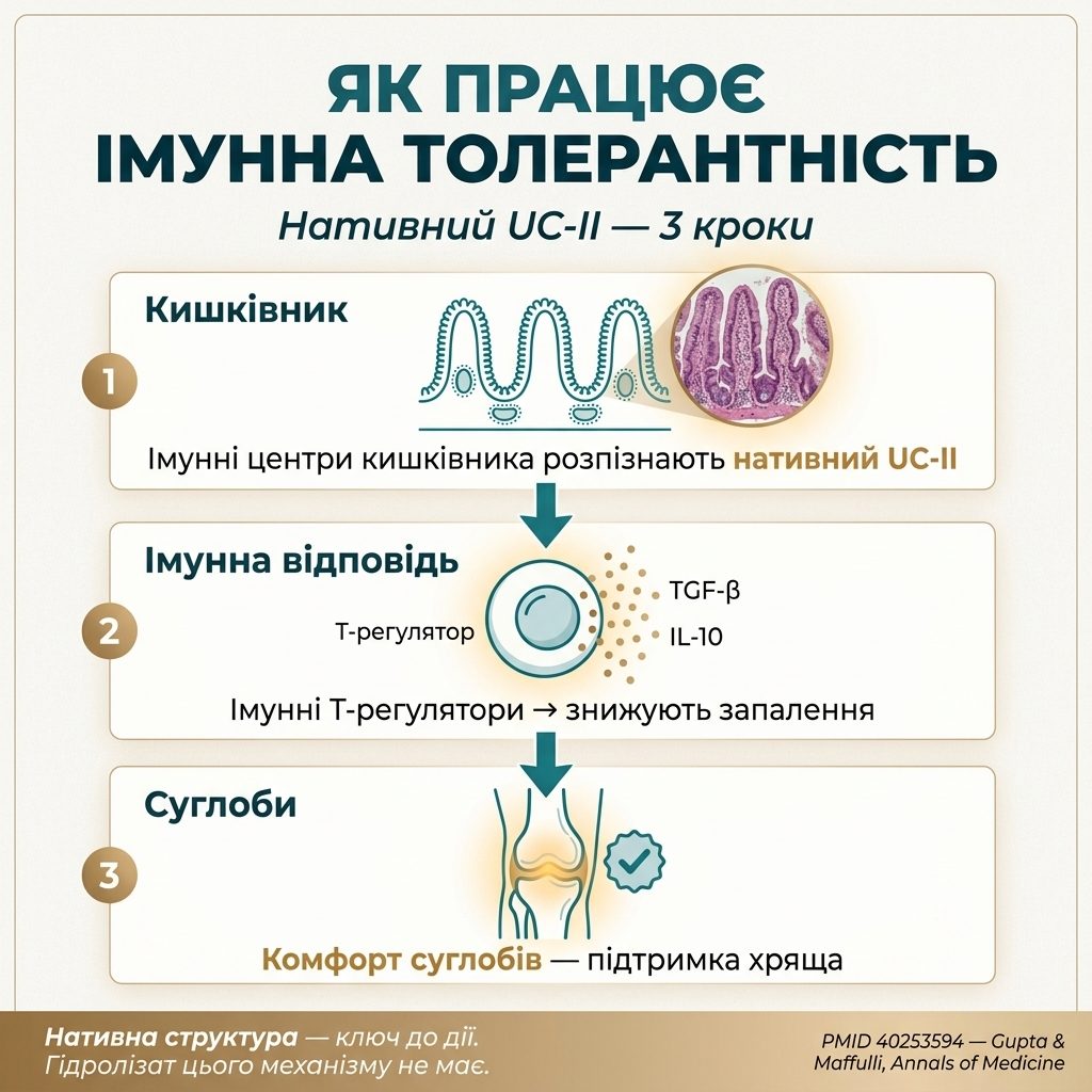 Як працює нативний колаген типу II — 3 кроки: кишечник, імунна толерантність, комфорт суглобів, livestashop