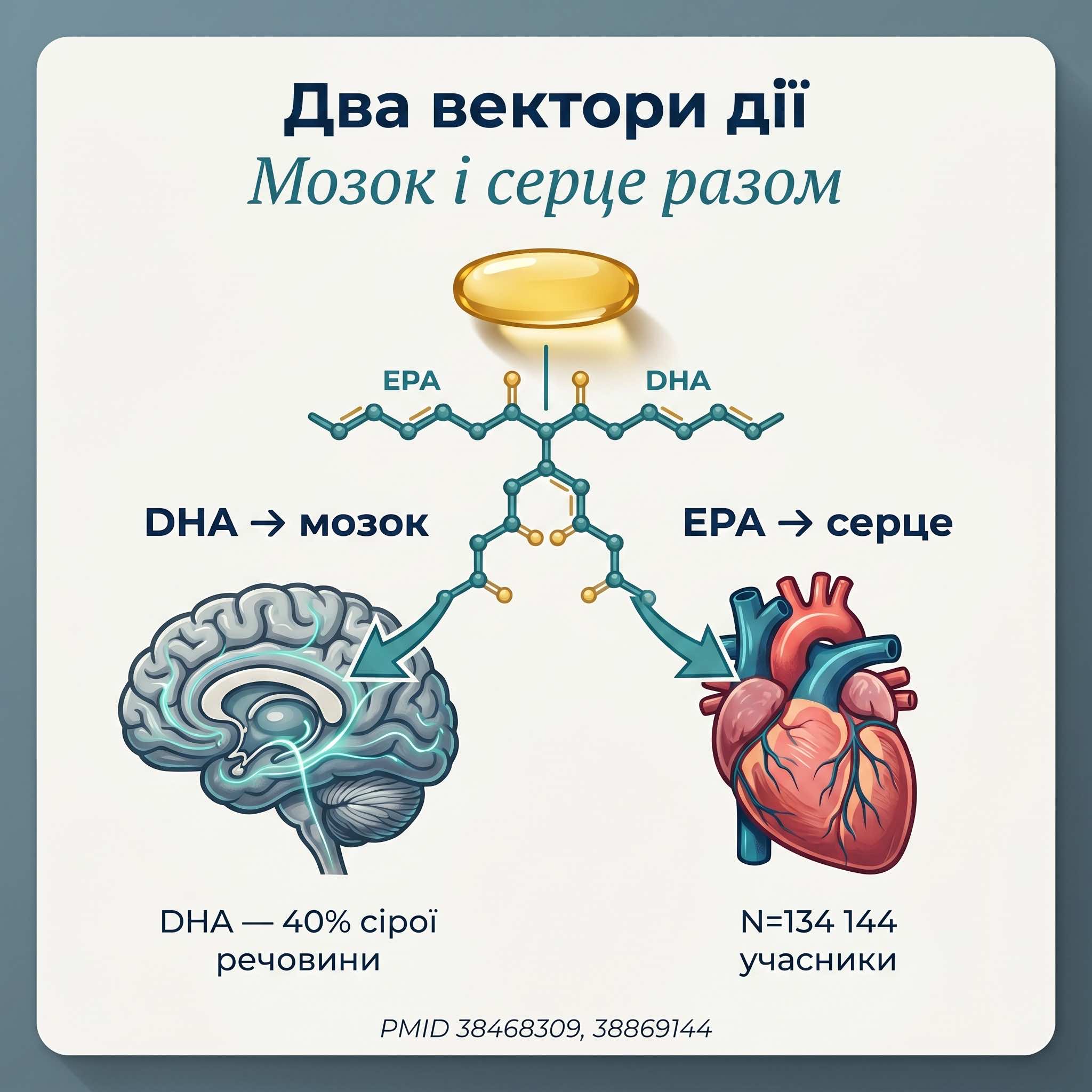 Механізм дії Omega-3 IQ Oil: EPA — серцево-судинне, DHA — мозок, Vit E — антиоксидант