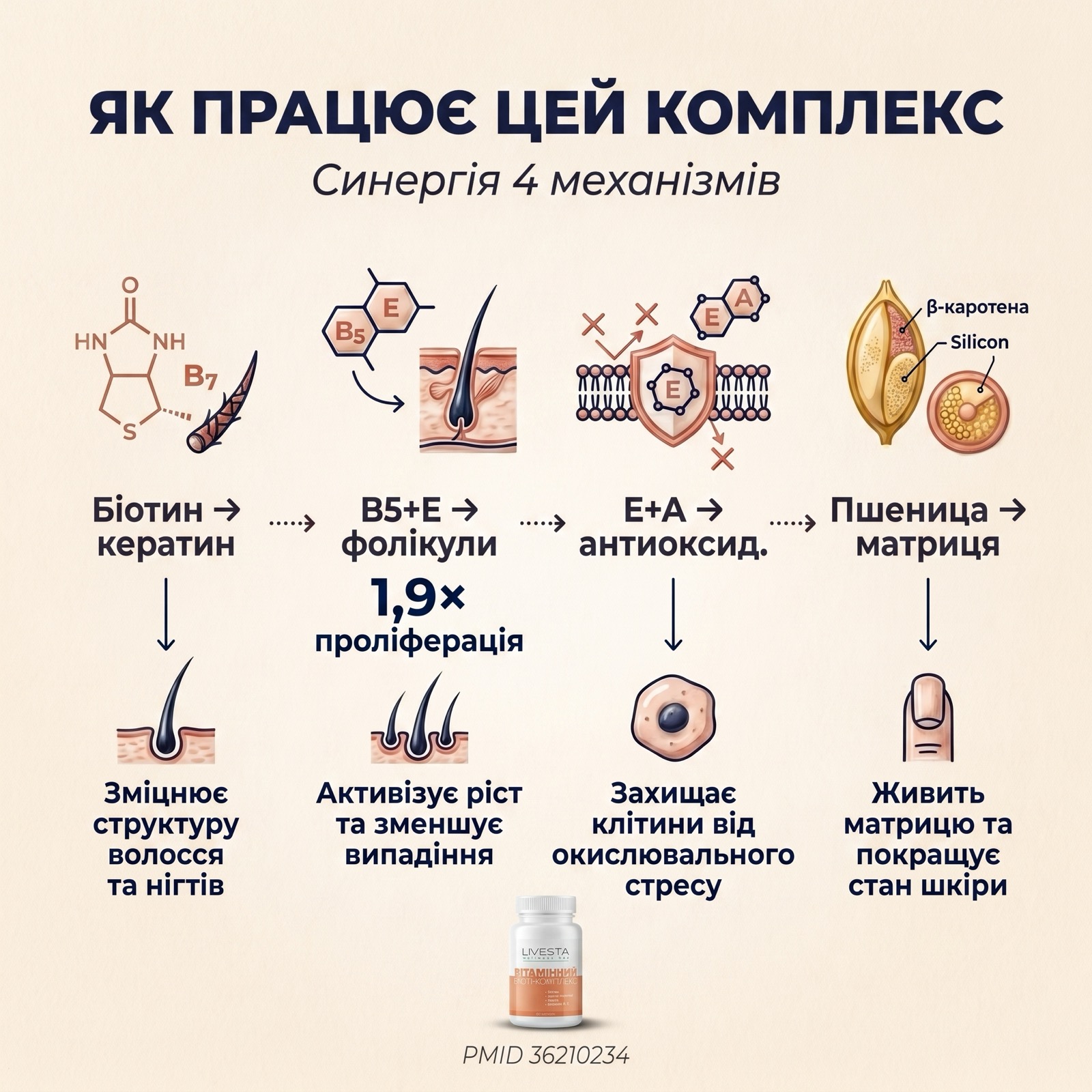 Схема — як 6 компонентів LIVESTA працюють синергічно: біотин для кератину, B5+E для фолікулів, вітамін A+E для антиоксидантного захисту шкіри
