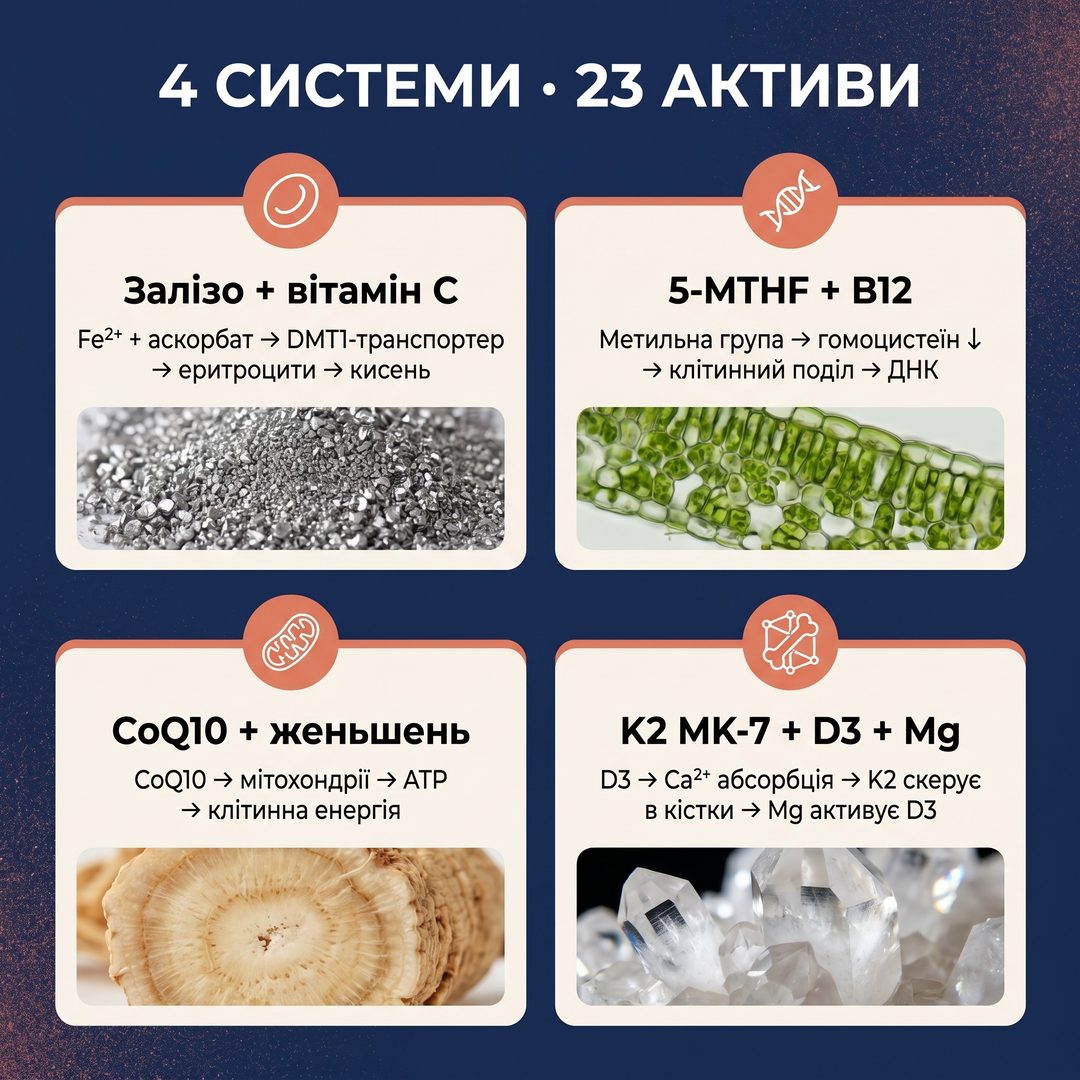 Инфографика 4 систем поддержки Vitanil's Women: Кровь и кислород (Fe+фолат+B12), Клеточная энергия (CoQ10+B+Mg+женьшень), Кости (D3+K2+Mg), Защита (Se+I+B6) — три круга пересекаются в центральной капсуле