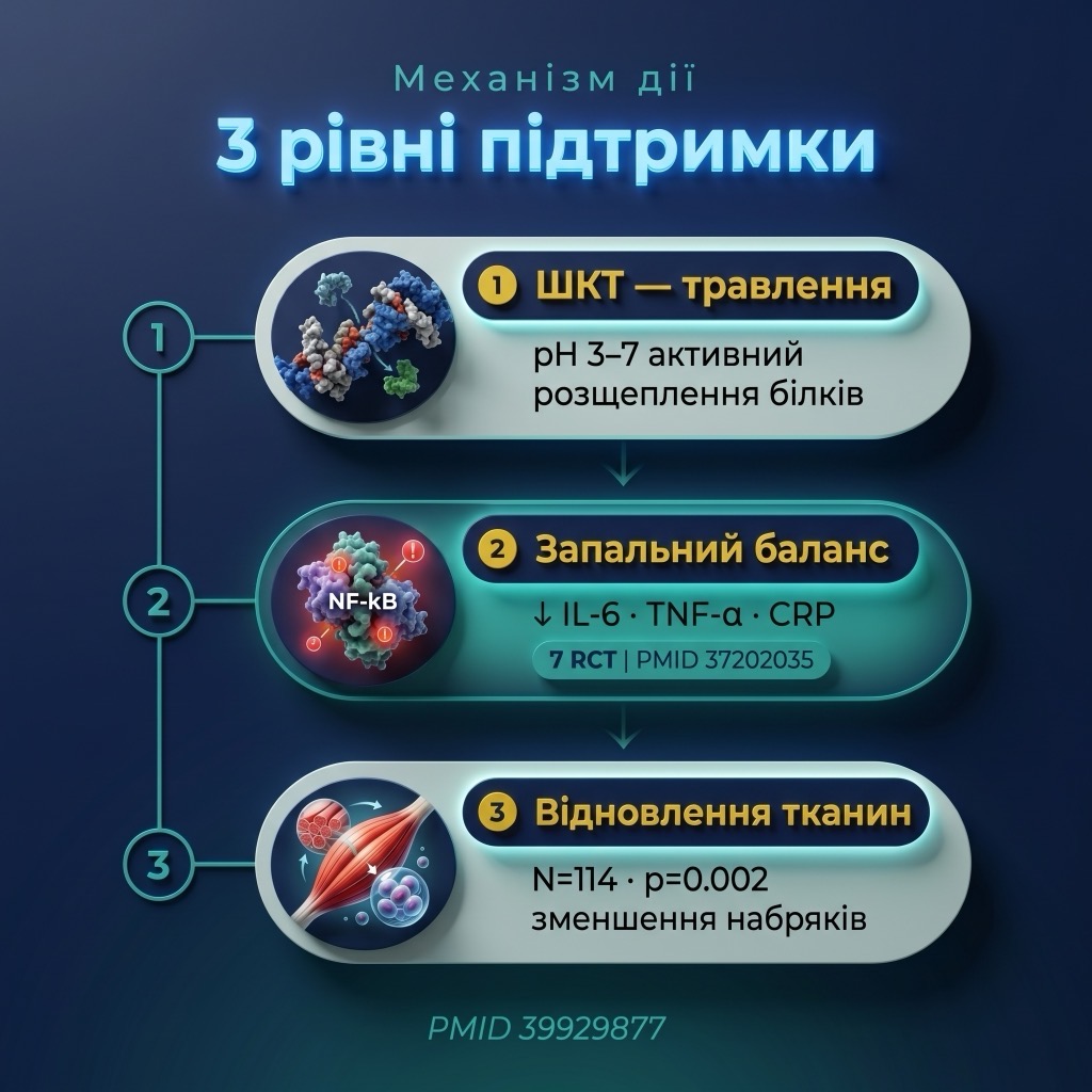 Инфографика механизма действия бромелайна — пищеварение белков, воспалительный баланс, восстановление тканей