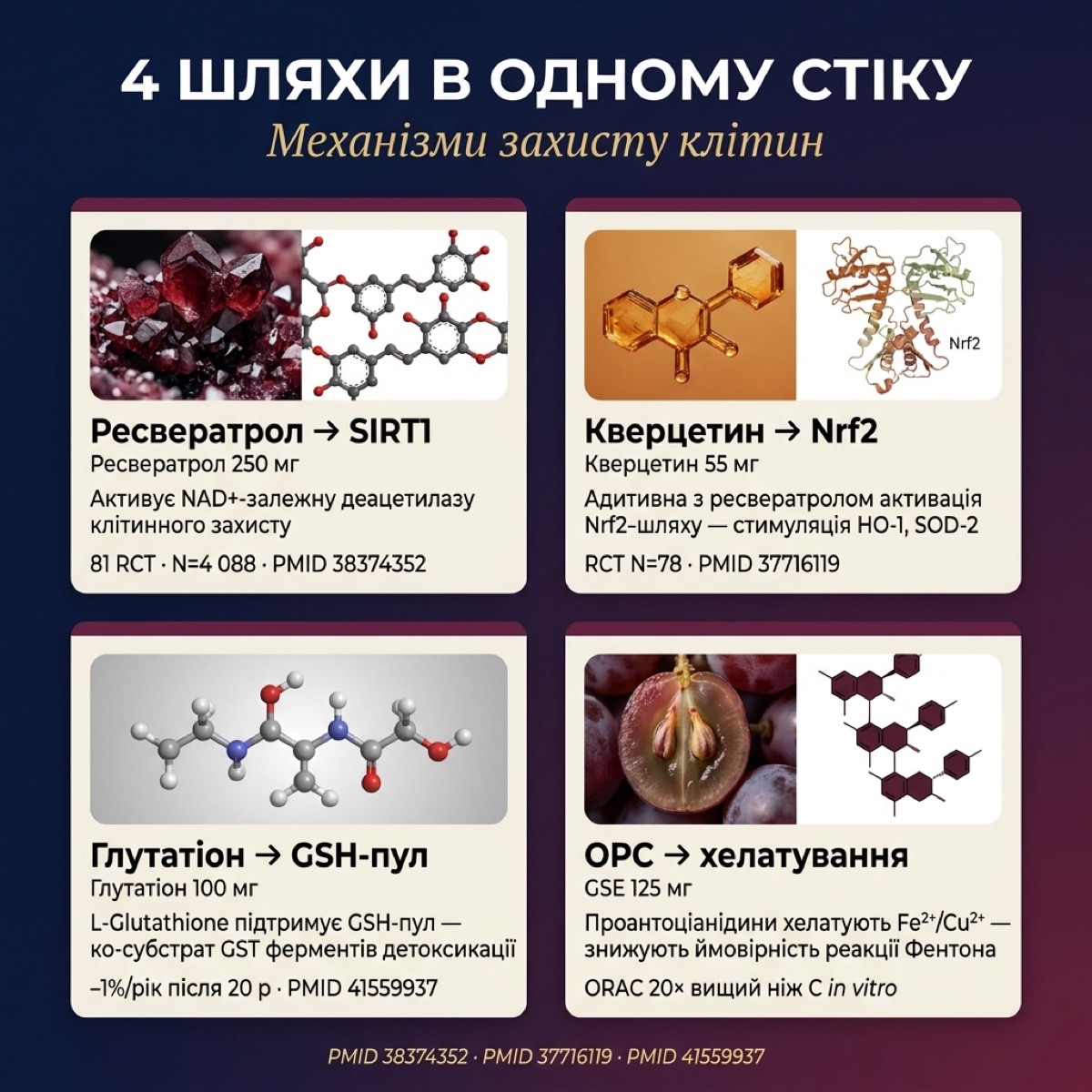 Ресвератрол Vitanil's — схема чотирьох молекулярних шляхів антиоксидантного захисту: SIRT1, Nrf2, GSH, OPC хелатування